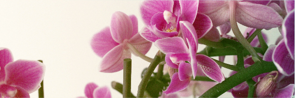 Almea Piante